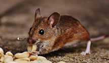 24 Hour & Emergency Exterminators in Carlisle, MN